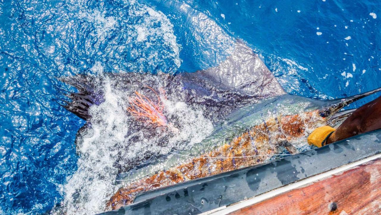 فيلا Manda Bay لامو المظهر الخارجي الصورة