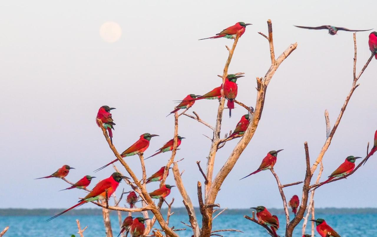 فيلا Manda Bay لامو المظهر الخارجي الصورة